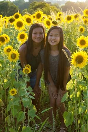 Sunflowers